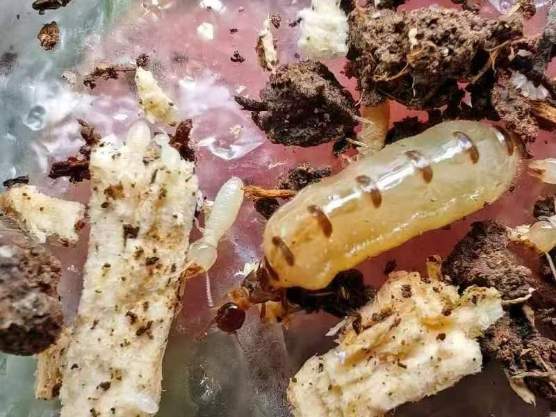 2024奥门原料免费资料大全