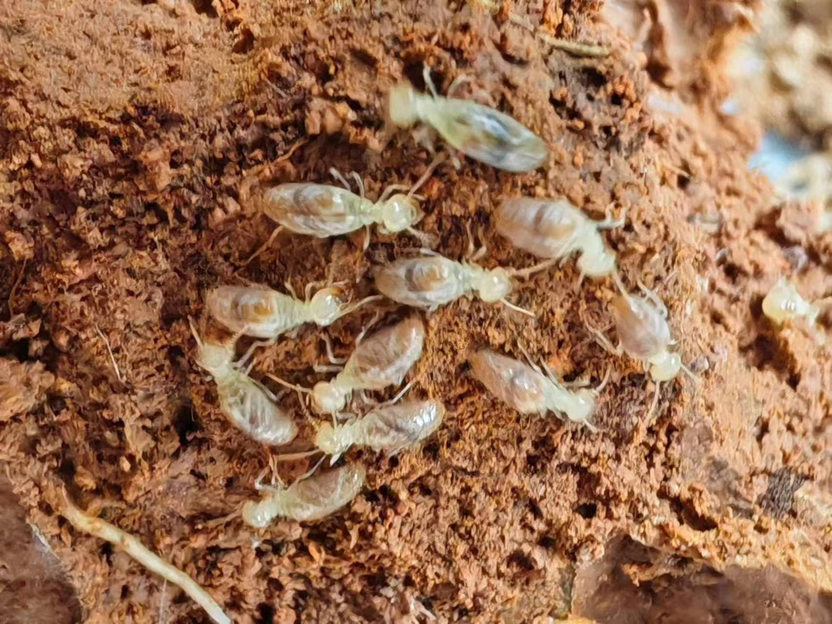 2024奥门原料免费资料大全